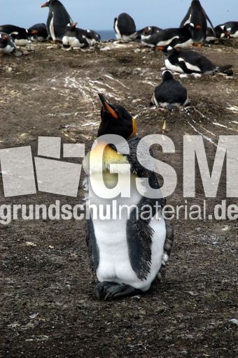 Königspinguin (17 von 84).jpg